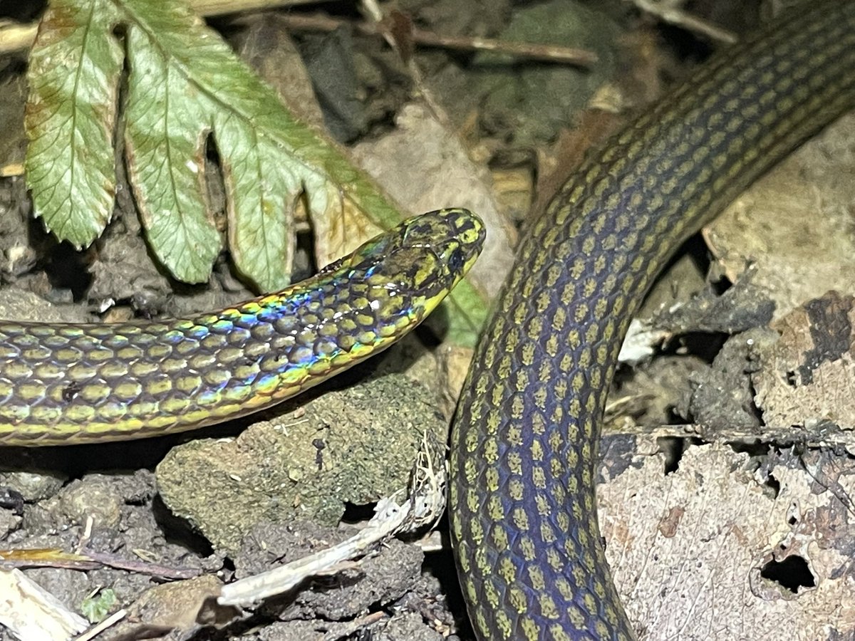 タナゴッチ tweet media