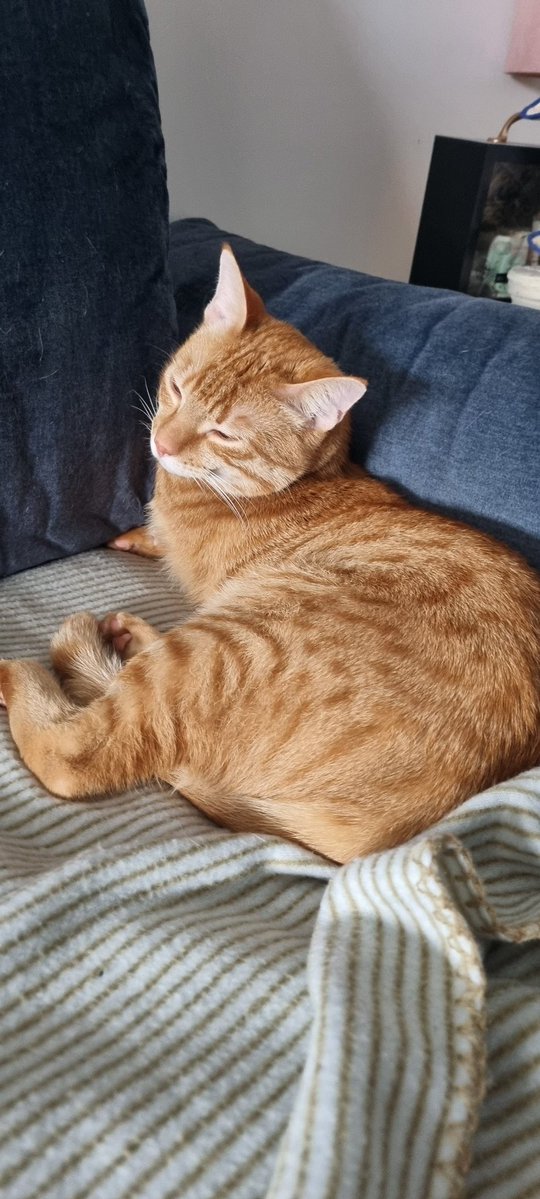 Djurine_vragolije tweet media