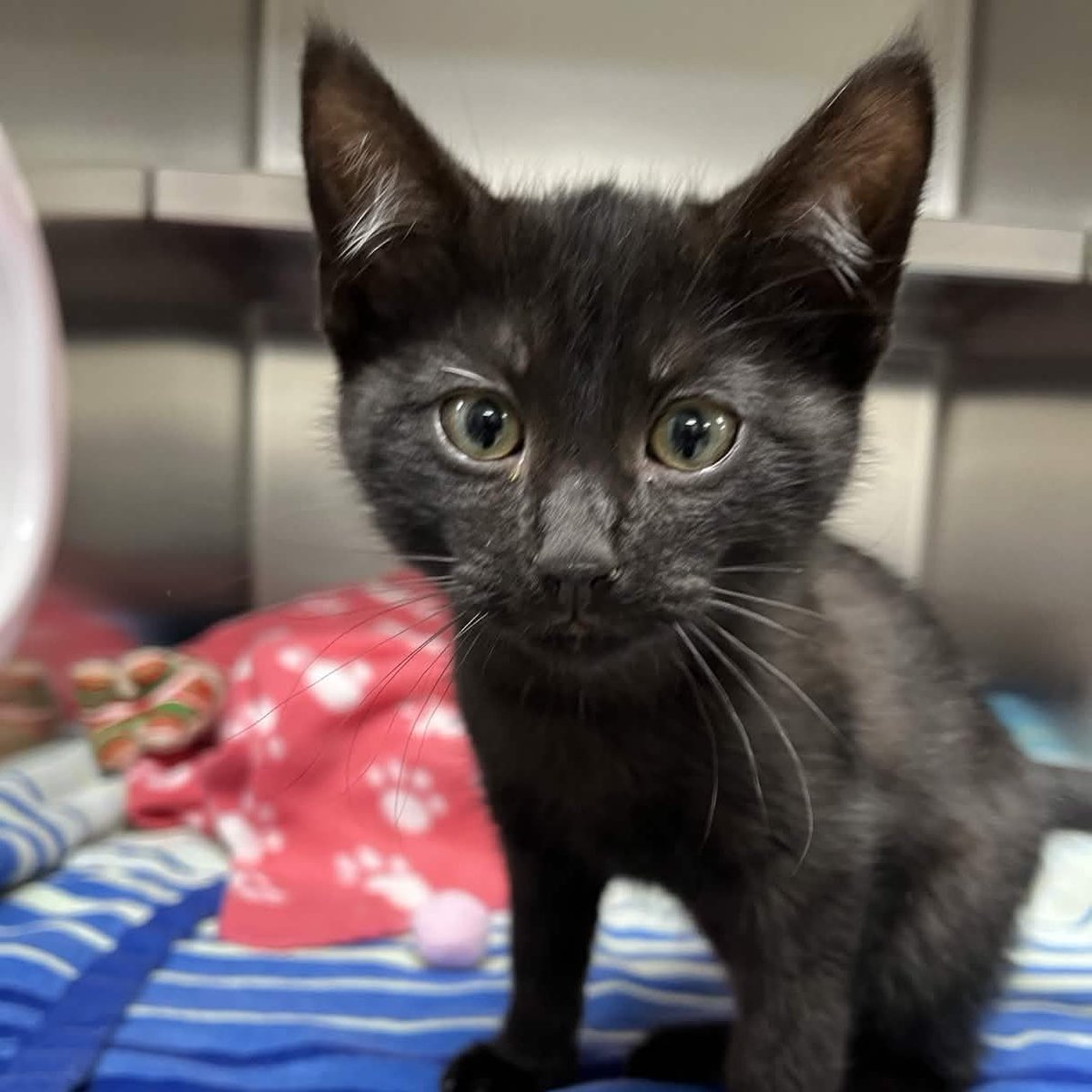 Memphis Humane Society tweet media