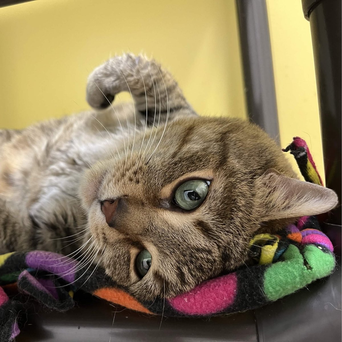 Memphis Humane Society tweet media
