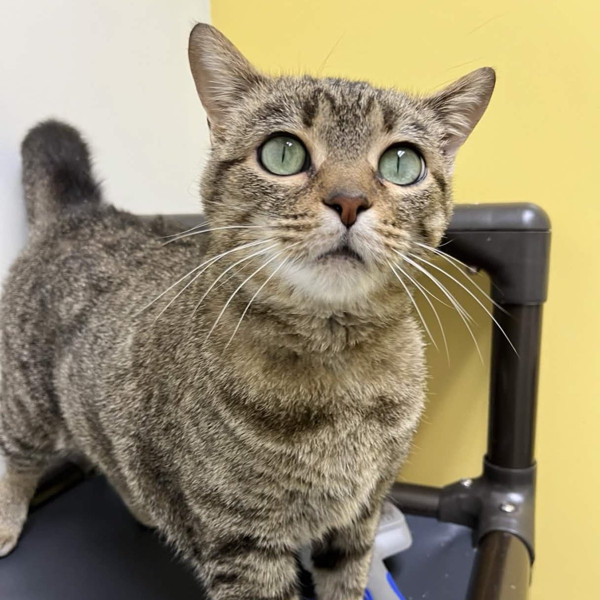 Memphis Humane Society tweet media