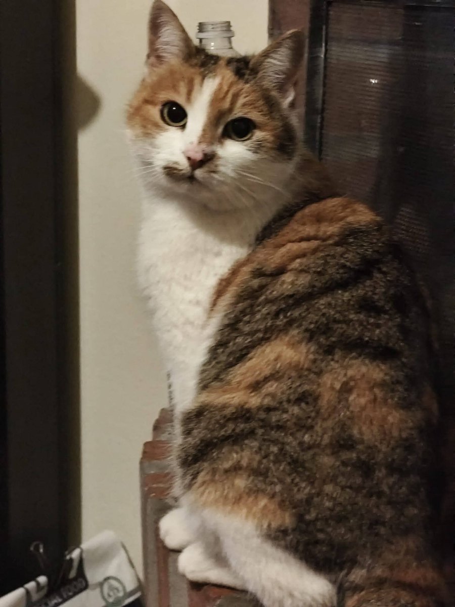 Serenella Raimondo tweet media