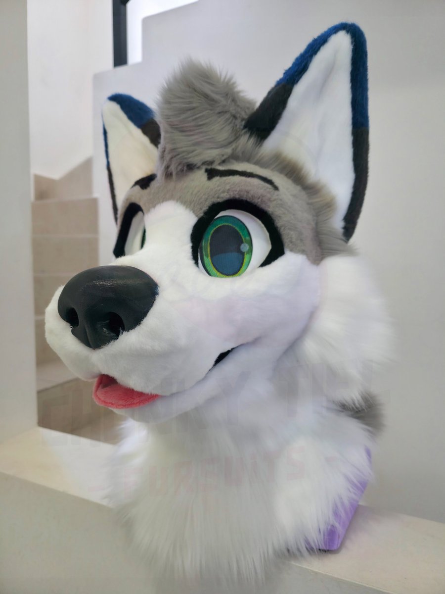 Chonky_Tiel's tweet photo. Blue the Wolfsky is ready to go home! 🇺🇸
Another digitigrade fullsuit commission has been completed!✨
This fursuit features:
※TPU-printed fursuit head base
※Magnetic tongue
※Removable eyelids
Can’t wait to see his new adventures soon!
#Fursuit #Chonky #FurMaker #ChonkyTiel https://t.co/Wwq3EnLEX3