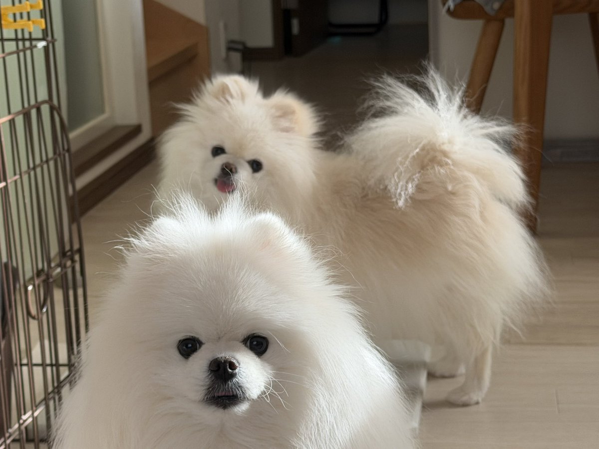 ゆきはくママ tweet media