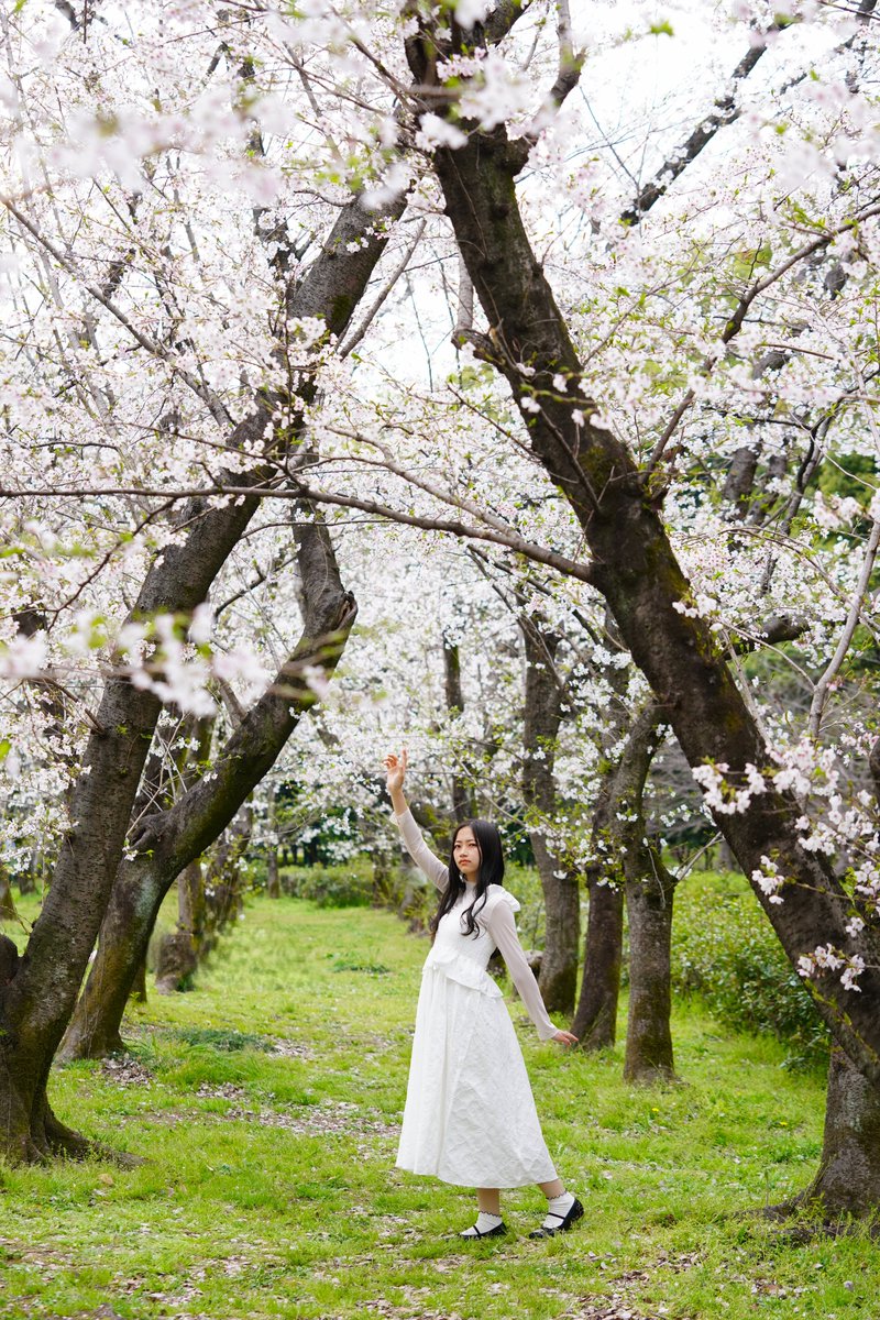 920take1's tweet photo. 『美しい桜🌸』

#noa撮影会
@390photo 
.
.

Model:如月美桜さん
@mio__kisaragi_ 
#如月美桜 
.
.
#α7riii 
#庄内緑地公園
#ソメイヨシノ https://t.co/razLUITptO