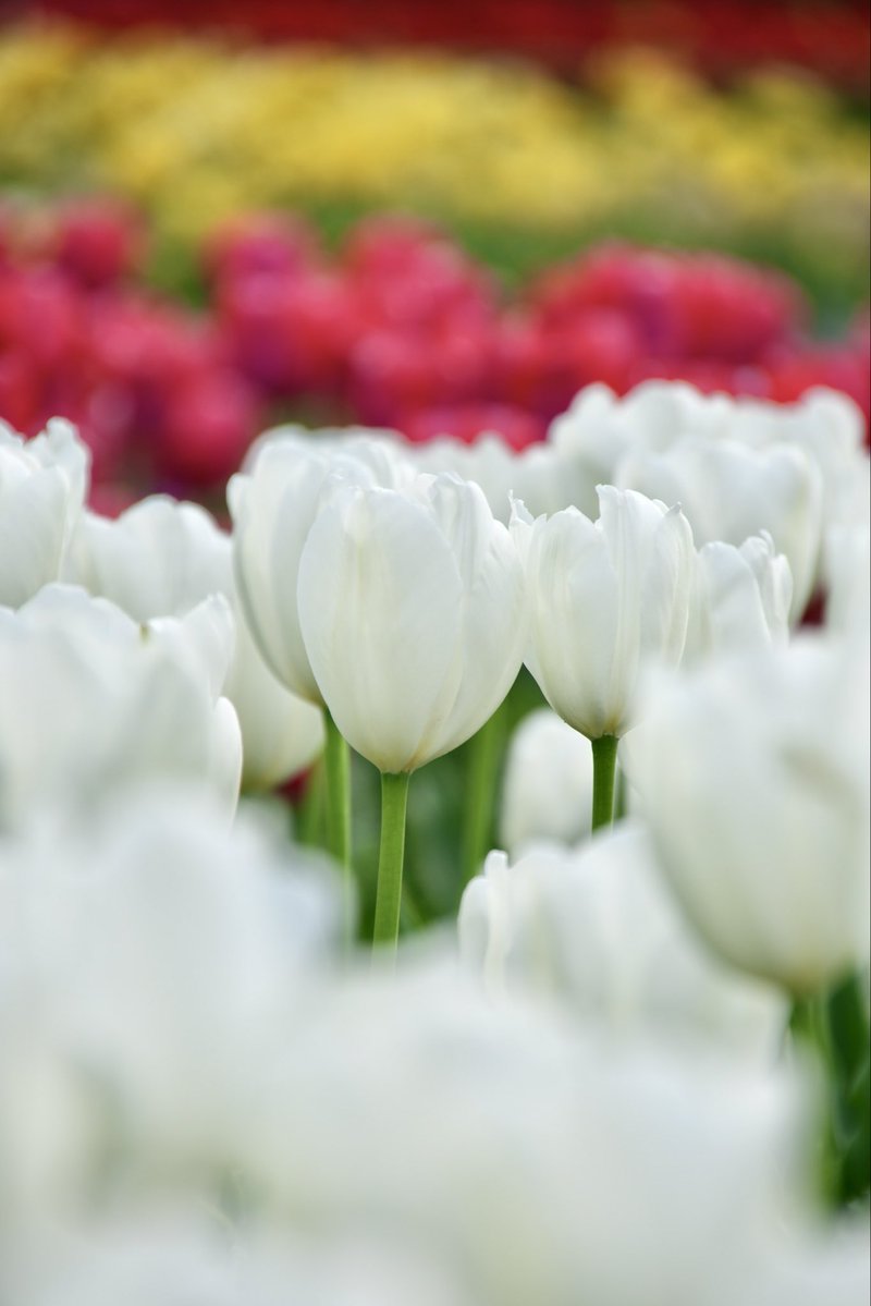 umeboshi3882's tweet image. おはようございます☺️

#TLを花でいっぱいにしよう #なばなの里 #flower