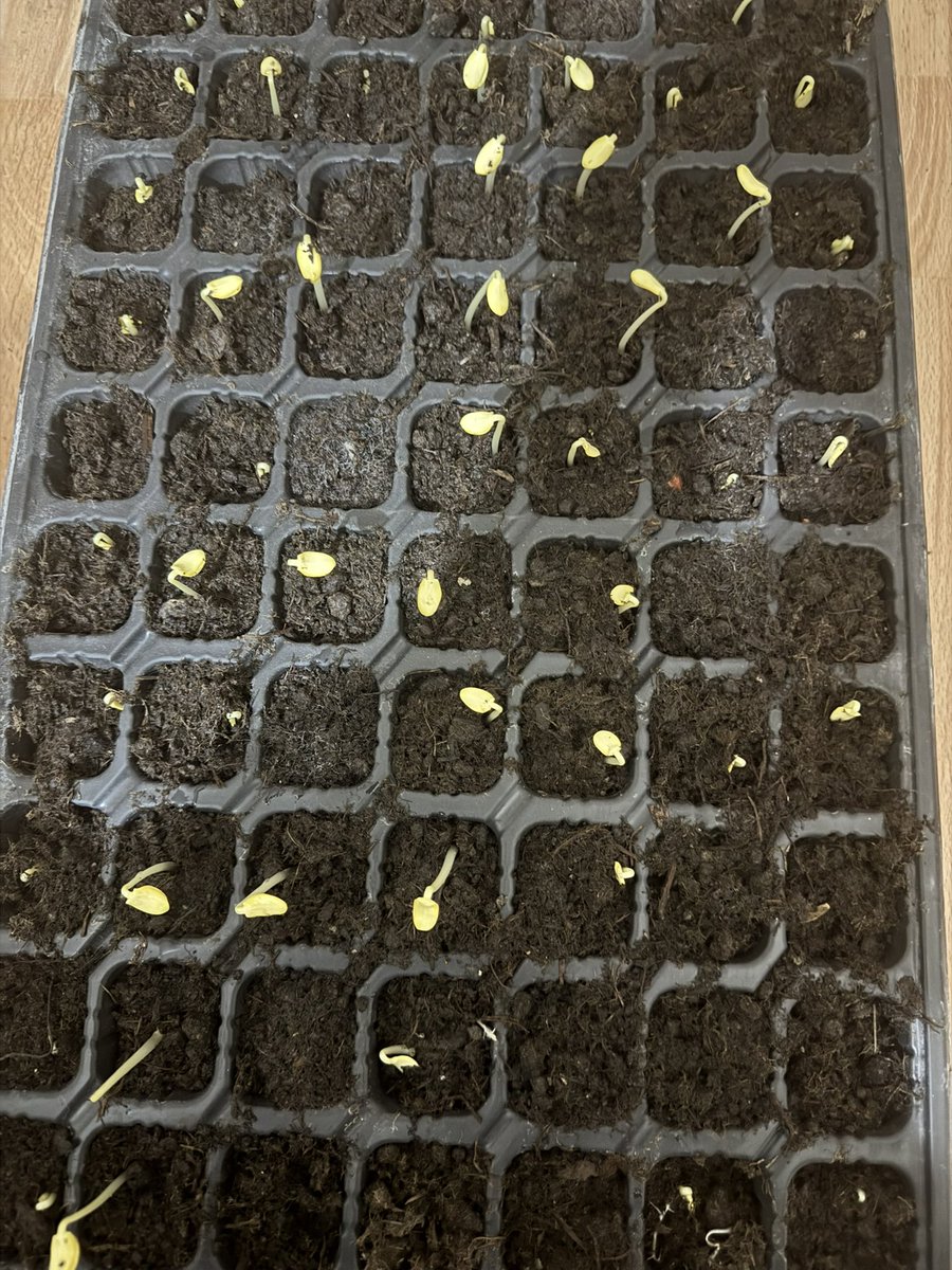 Fatih Çolak tweet media