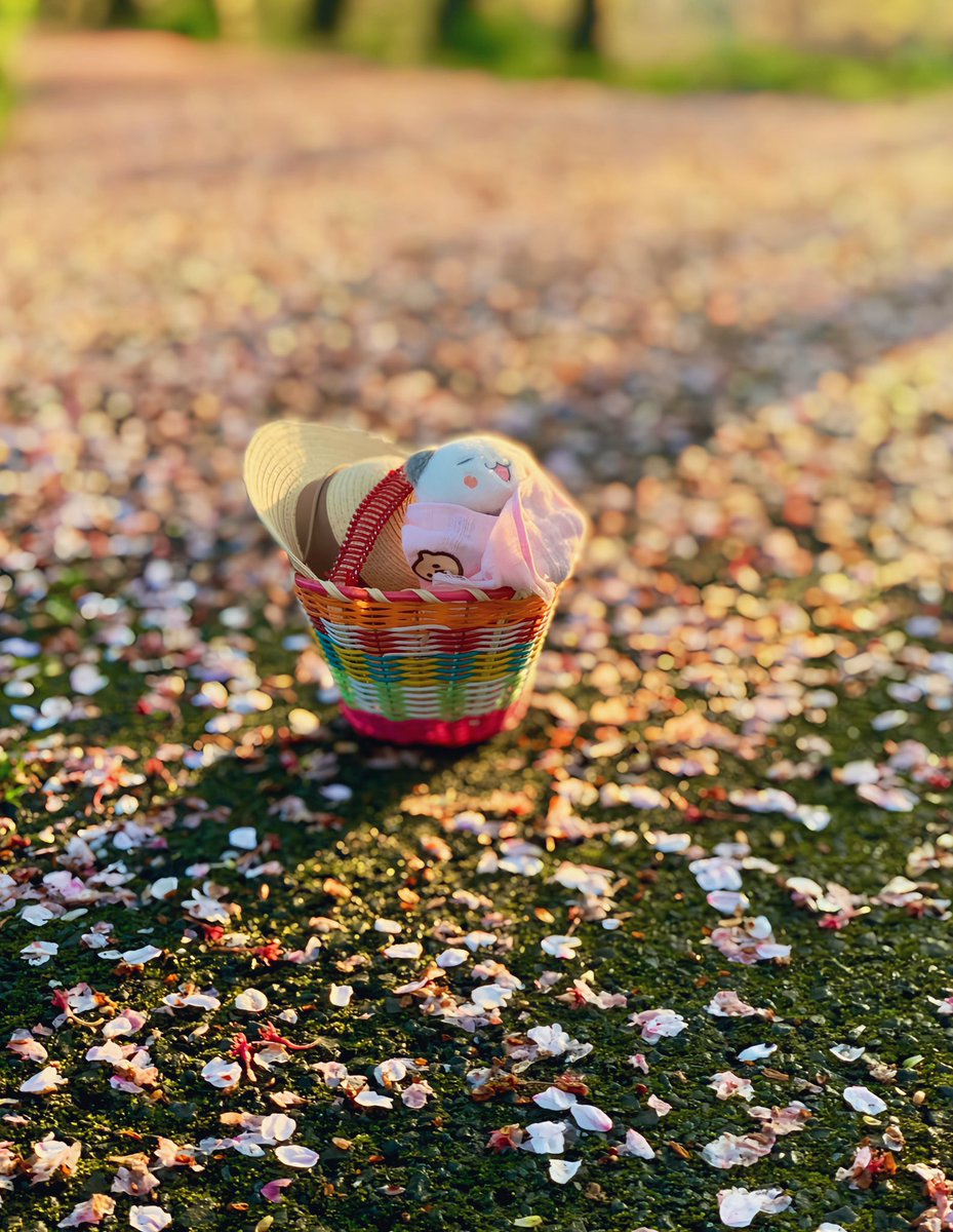 tan_tan369's tweet image. 今朝の桜🌸パトロール🚶.*⁎ .｡❀ 

地面や他の葉に舞い降りた花びらたち

白めの桜はまだ綺麗

有明の三日月も綺麗

#キリトリセカイ
#iPhoneXSMax📱 にて撮影