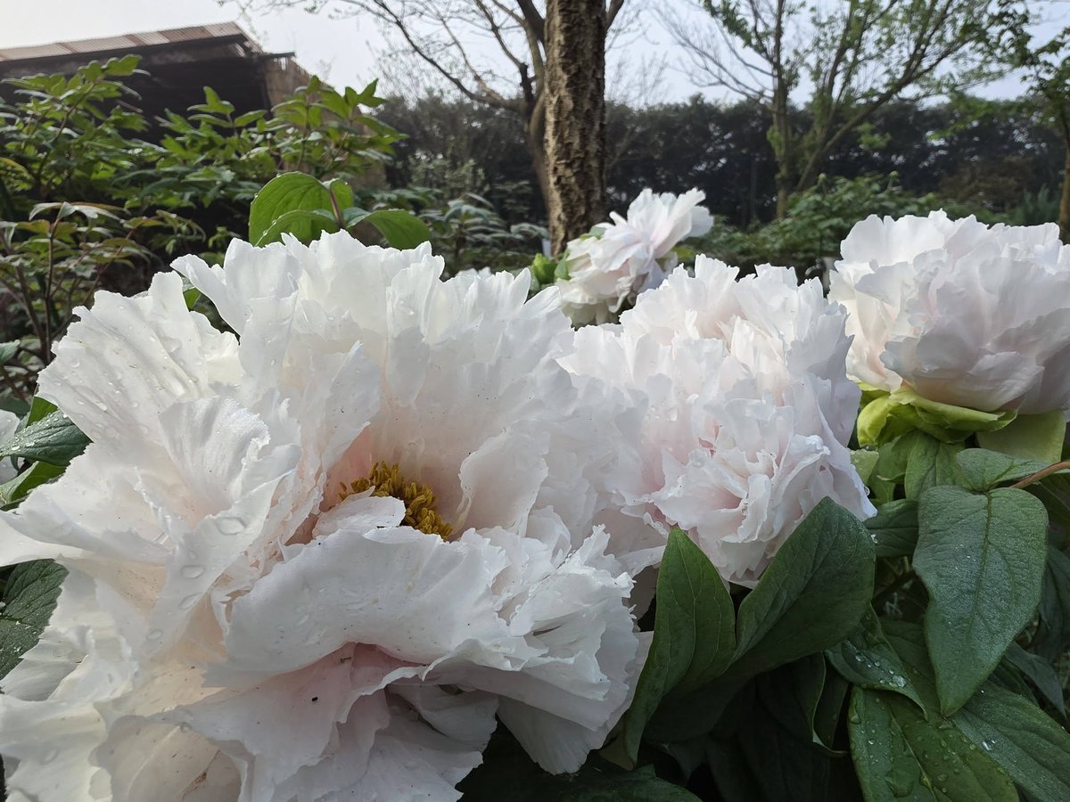 🌸つくば牡丹園2026開園中 4/9〜5/24🌸 開園時間🕊️午前9時〜午後5時