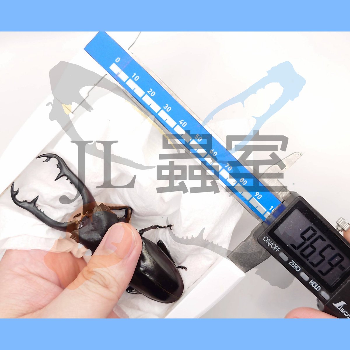 jlbeetle's tweet photo. Prosopocoilus giraffa nishikawai

CBF2 (WD*WF1)/ 97*51
Peak/ Last 42.2g
Pre-pupa 24.3g
Pupa 22.8g
96mm

#ギラファ #サンギール https://t.co/d5w00HRfPO