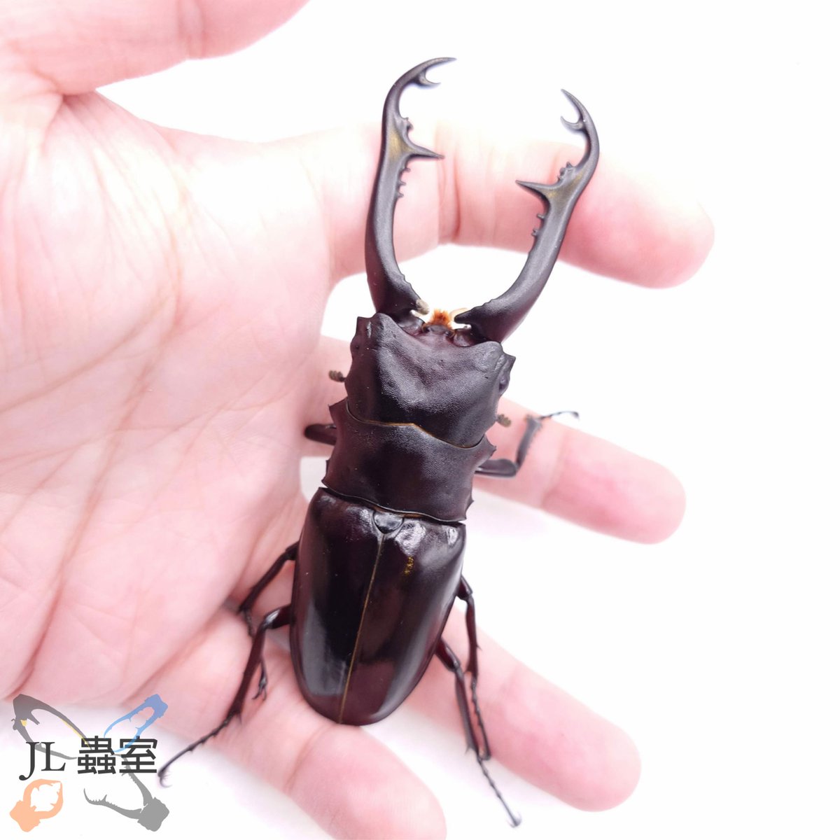 jlbeetle's tweet photo. Prosopocoilus giraffa nishikawai

CBF2 (WD*WF1)/ 97*51
Peak/ Last 42.2g
Pre-pupa 24.3g
Pupa 22.8g
96mm

#ギラファ #サンギール https://t.co/d5w00HRfPO