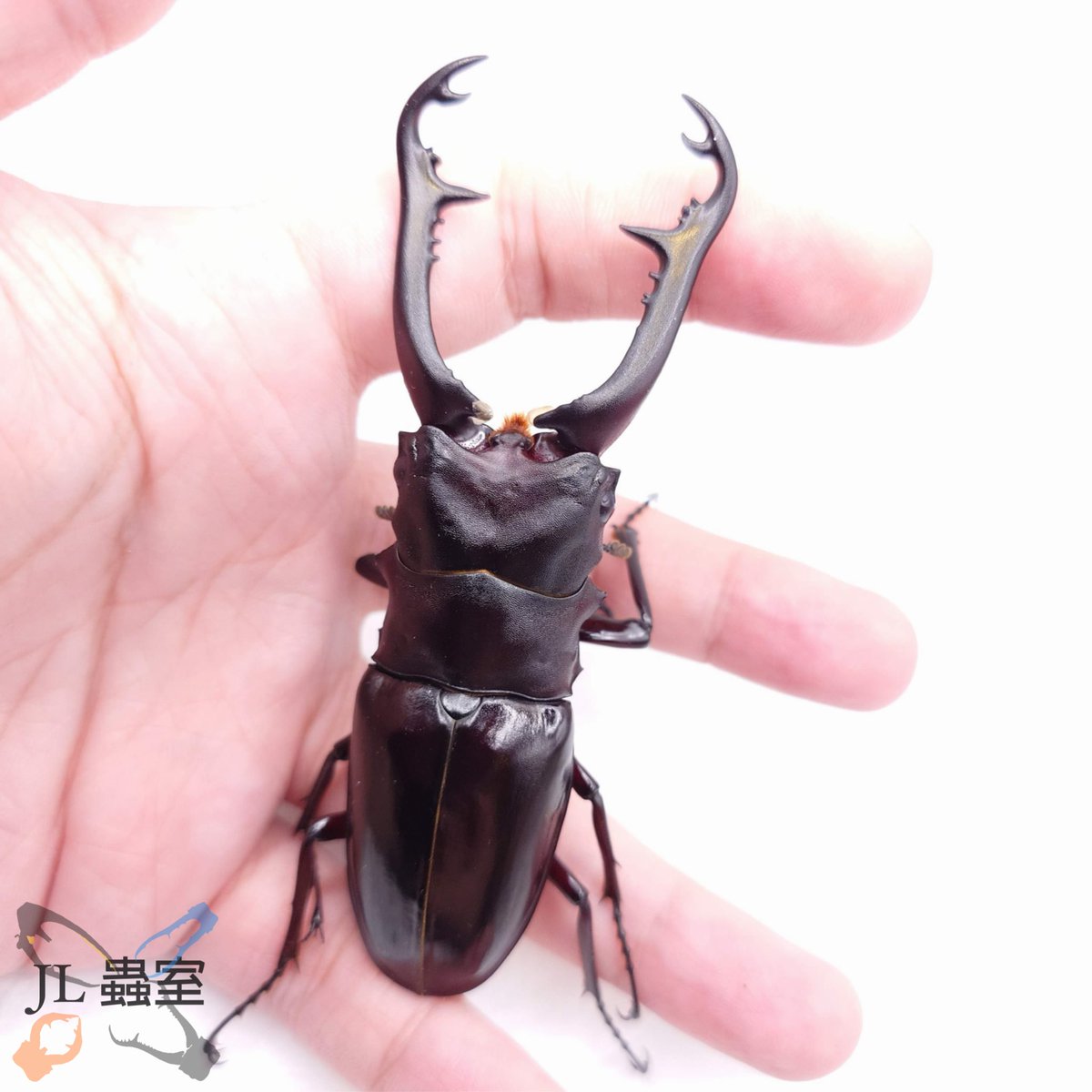 jlbeetle's tweet photo. Prosopocoilus giraffa nishikawai

CBF2 (WD*WF1)/ 97*51
Peak/ Last 42.2g
Pre-pupa 24.3g
Pupa 22.8g
96mm

#ギラファ #サンギール https://t.co/d5w00HRfPO
