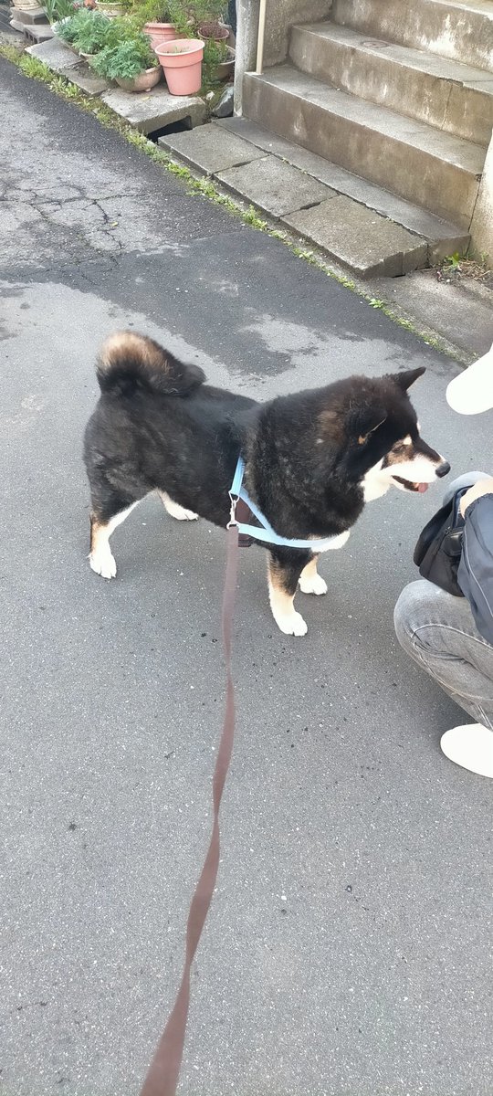 まめたろう tweet media