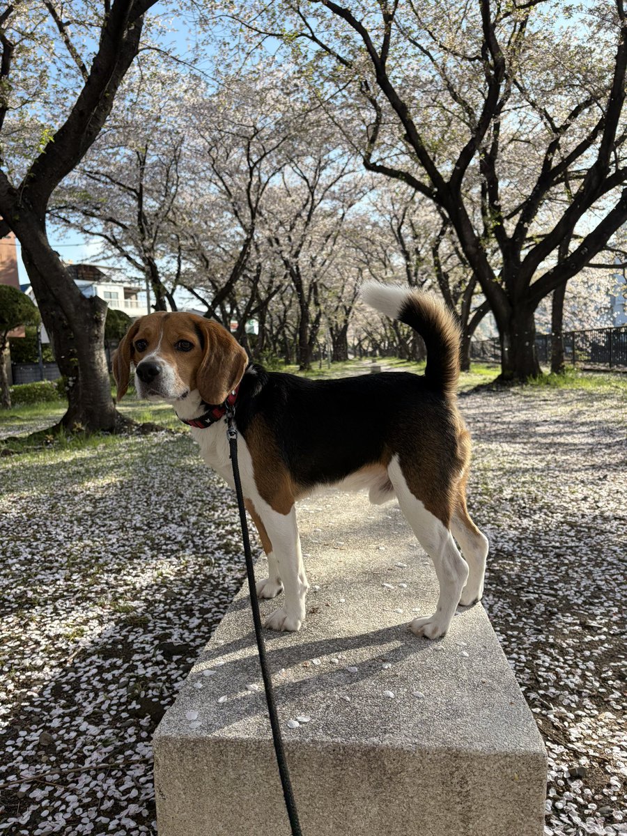 tomoe18's tweet photo. 桜が似合う

#beagle https://t.co/aD6C49hC7D