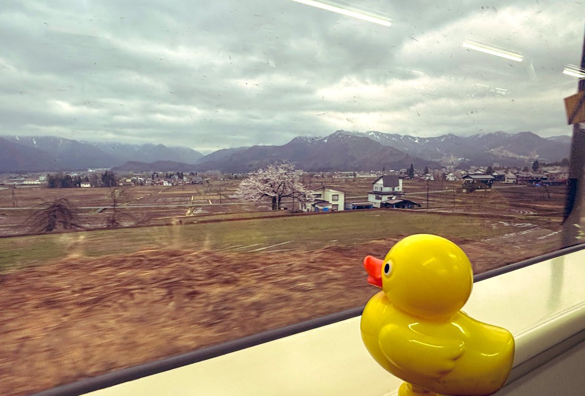 よいどれたくみん🐥 tweet media