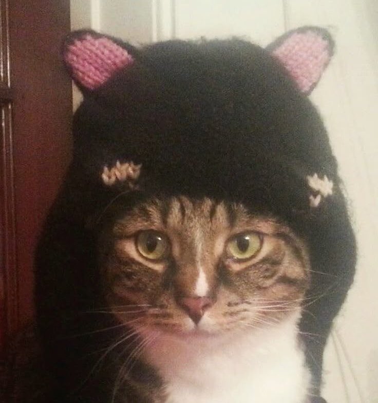 spreen as cats 🐈‍⬛ tweet media