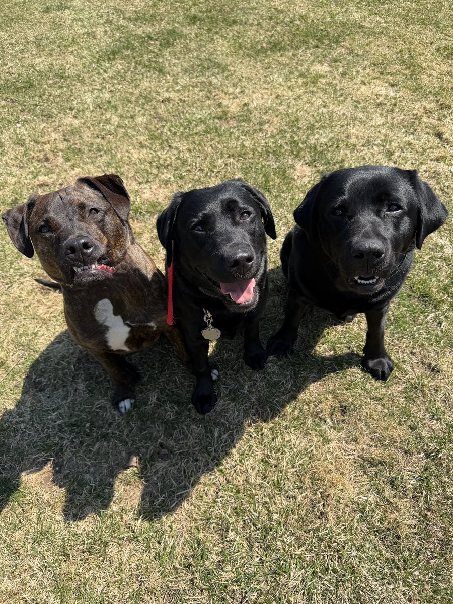 3barksriley_willow_mollie tweet media