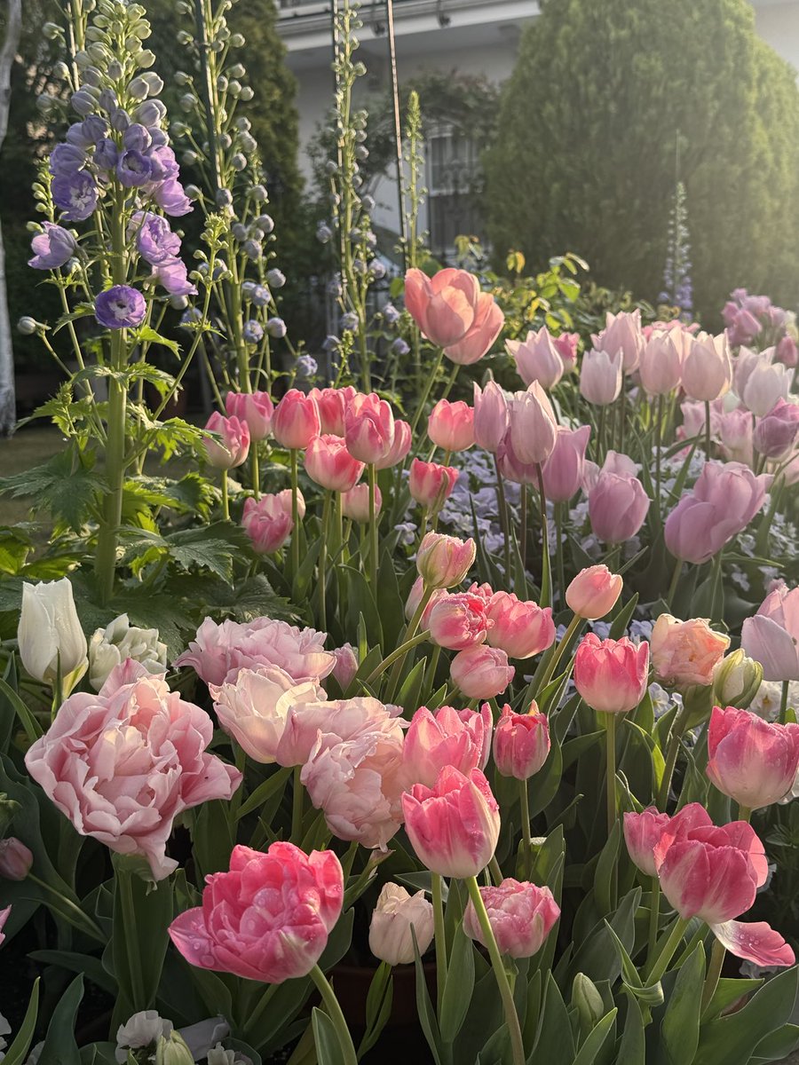 いとこ🫖イギリスとスコーンと私 tweet media