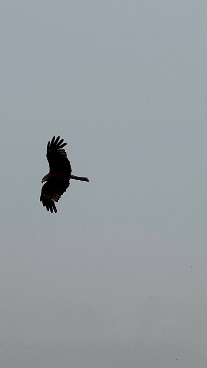 prasannasanthi's tweet photo. #FlyFriday #FlyDayFriday https://t.co/wbjIQF0QlE