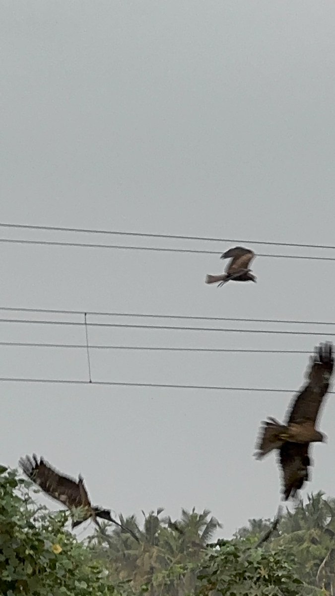 prasannasanthi's tweet photo. #FlyFriday #FlyDayFriday https://t.co/wbjIQF0QlE