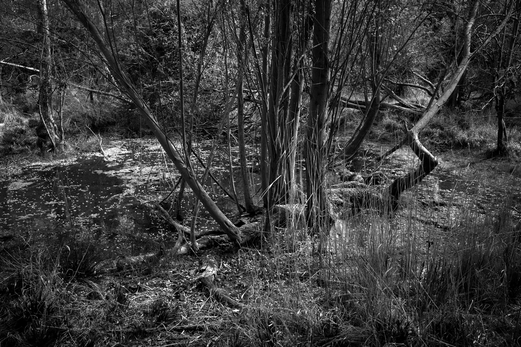 Dave Webb tweet media