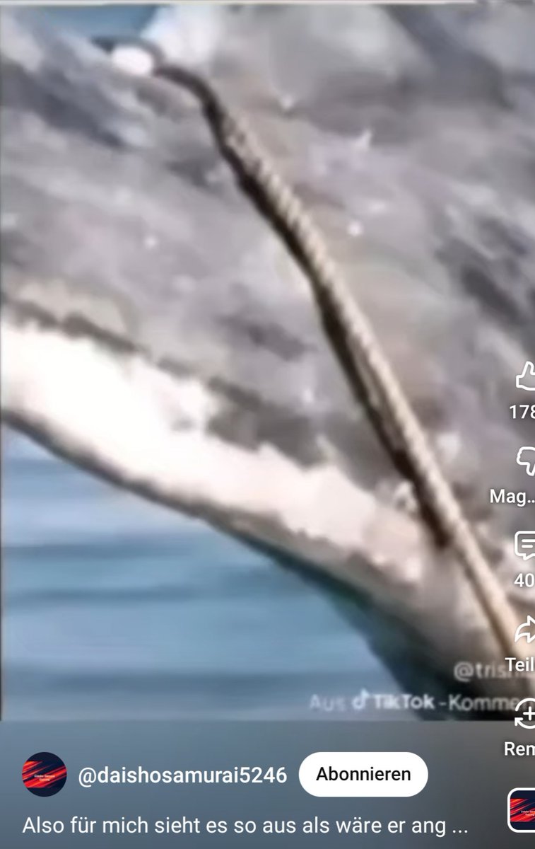 Sigrun Gwiasda tweet media