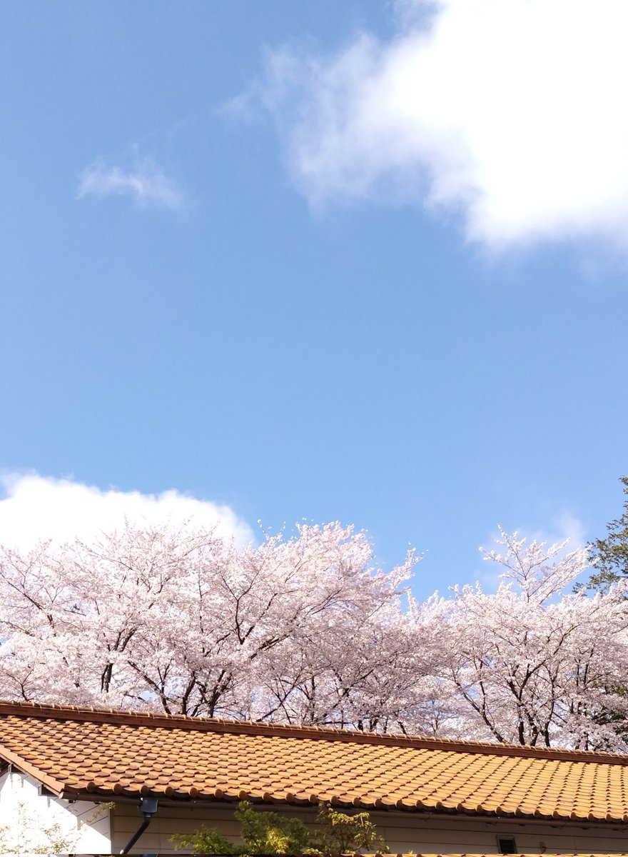 eruharumeru's tweet photo. もう懐かしい５日前
桜の日々の写真です

この犬は　
何度も病気から立ち直り

何度も何度も
許してくれるのでした

飼い主の不実を
責めることなく

それが…
今日は抱き上げた瞬間
激しく「キャン！」

痛みの再発でしょうか

怯え
いじめられたとばかりに
寄れば逃げて
部屋の隅

さみしい誤解です https://t.co/d8ifkXwMwD