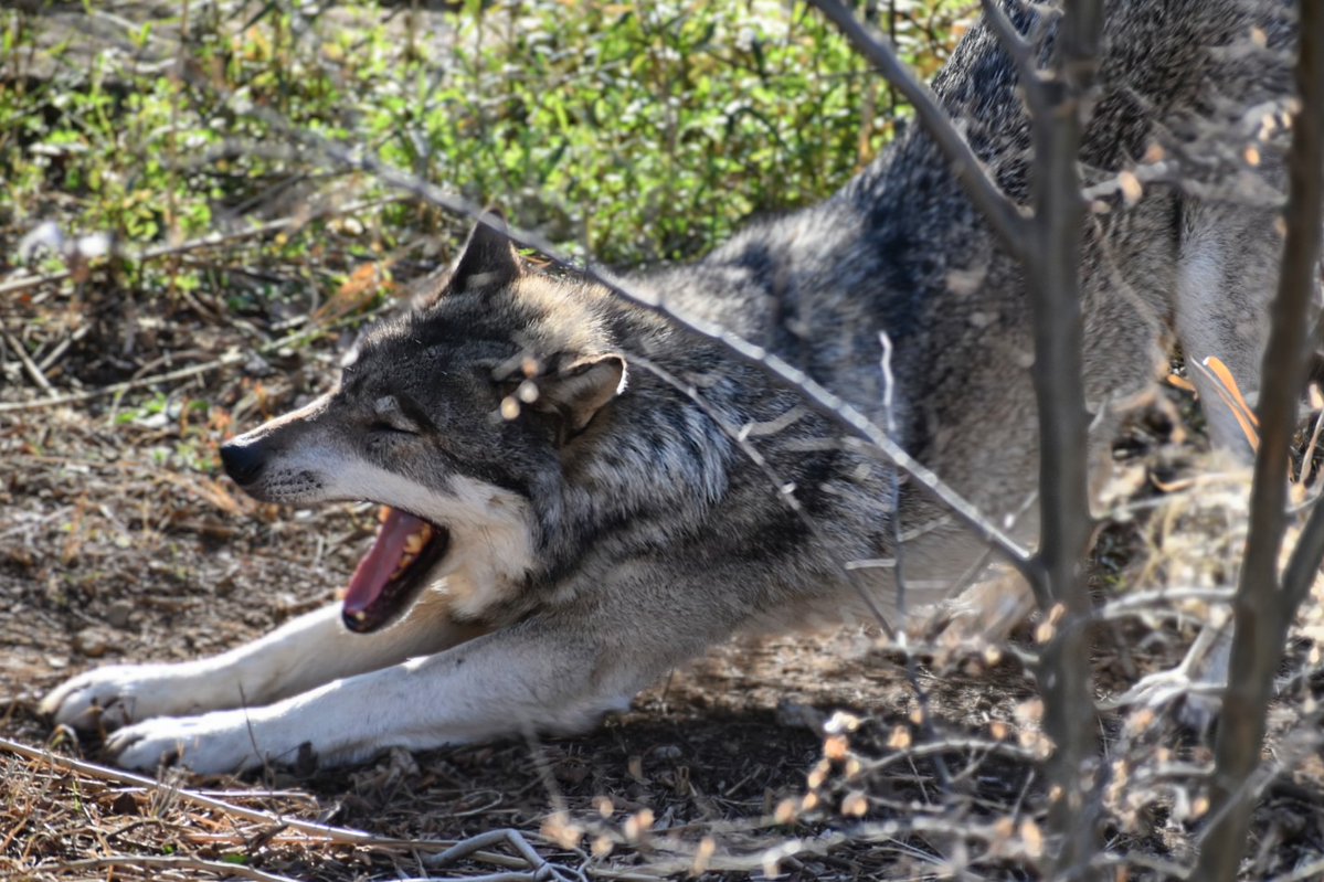 nanaoko70 tweet media