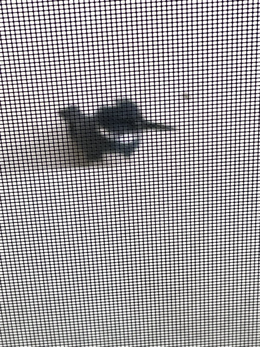 🐾🏴‍☠️🐾🏴‍☠️ tweet media