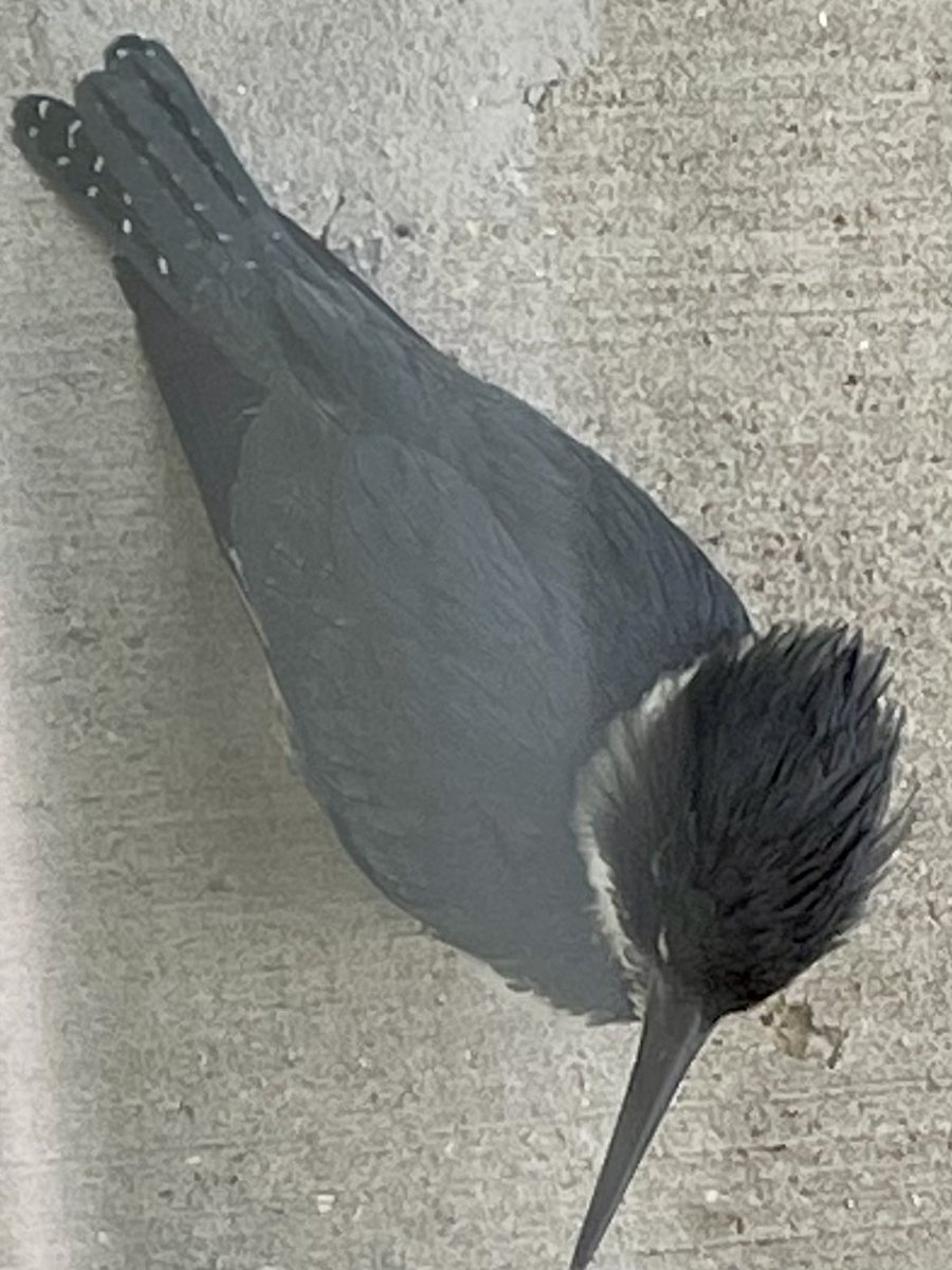 🐾🏴‍☠️🐾🏴‍☠️ tweet media