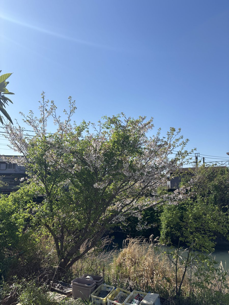 練馬マッチョマン tweet media