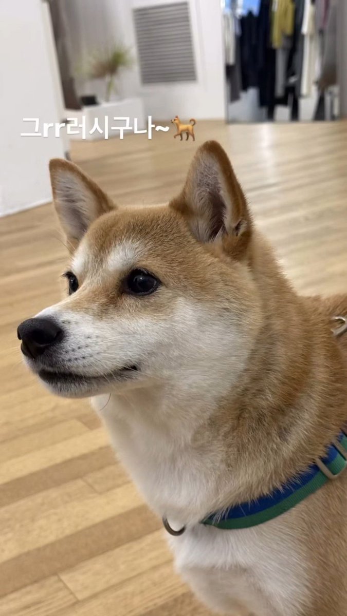 핫카이브 tweet media