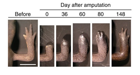 Dr. Ammous tweet media