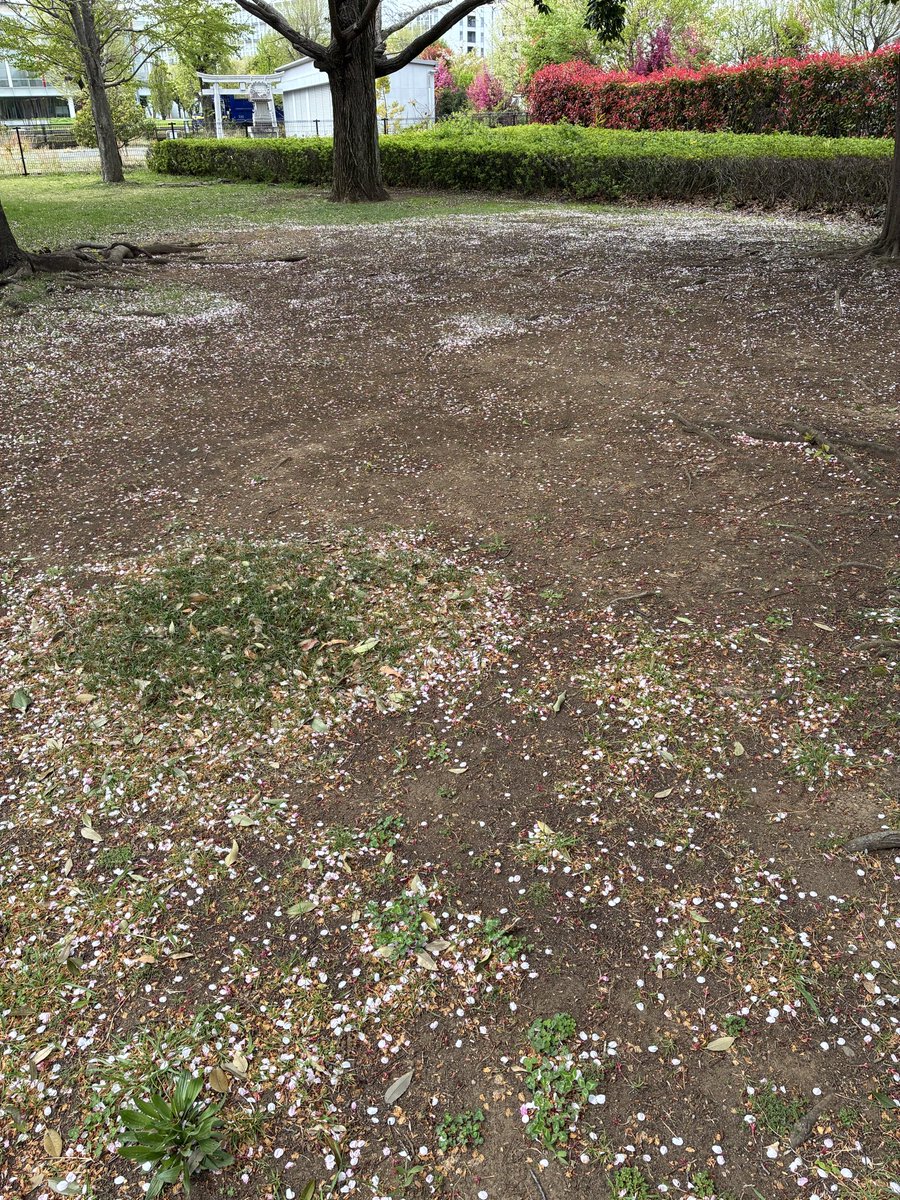 はちみつ揚げパン（黄昏） tweet media