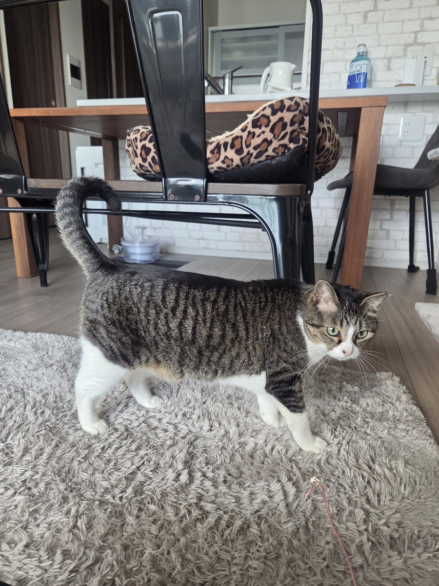 つくね tweet media