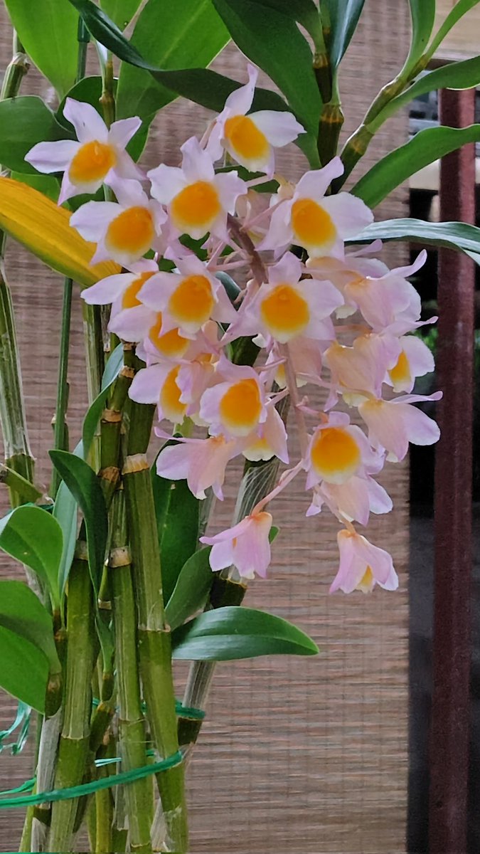 chibaranen's tweet photo. 温室のようす。
デンドロビウムの原種などが見頃です。 https://t.co/U9pmwqD9re
