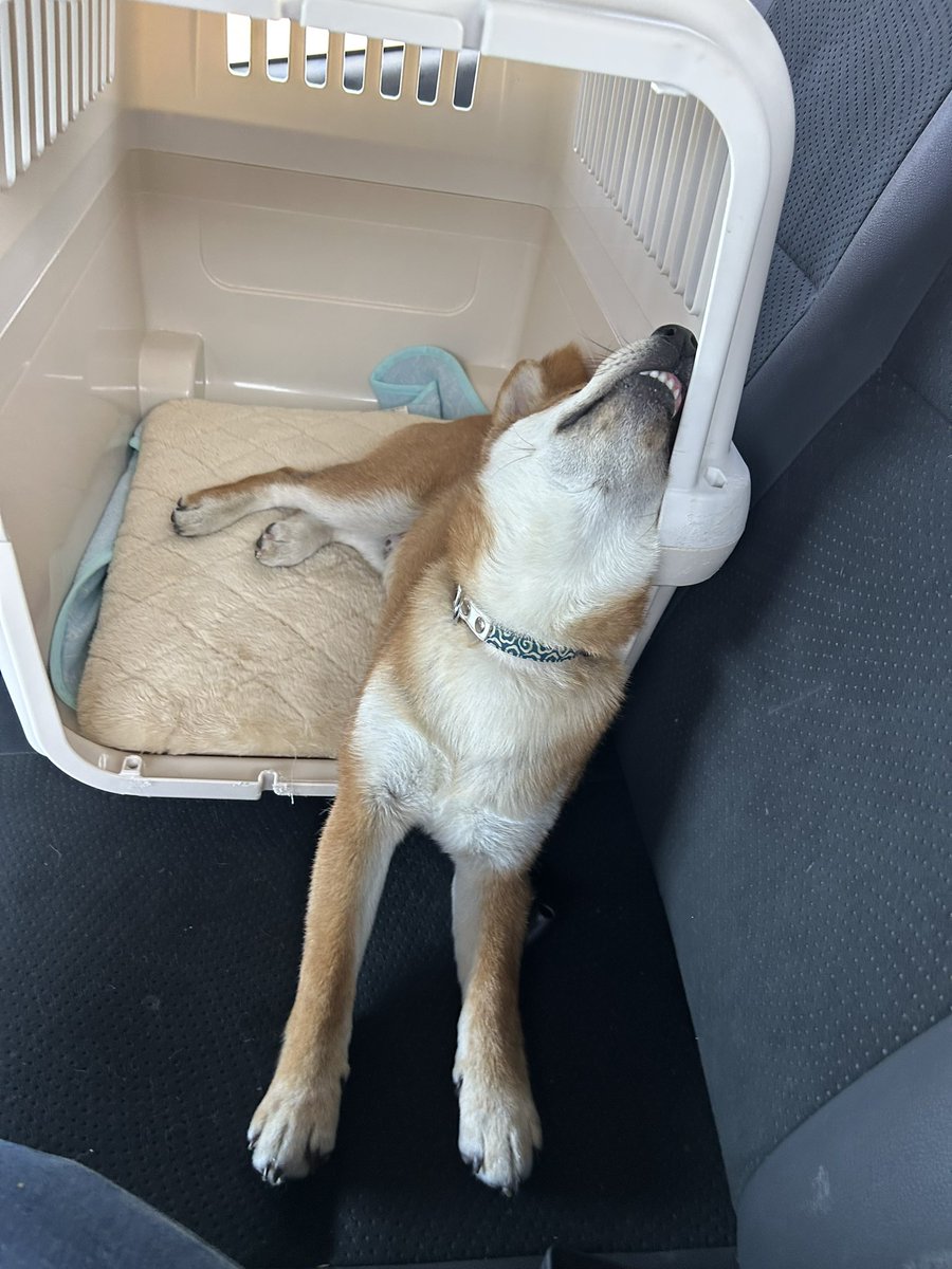 かとりさ＠トライアル引退中 tweet media