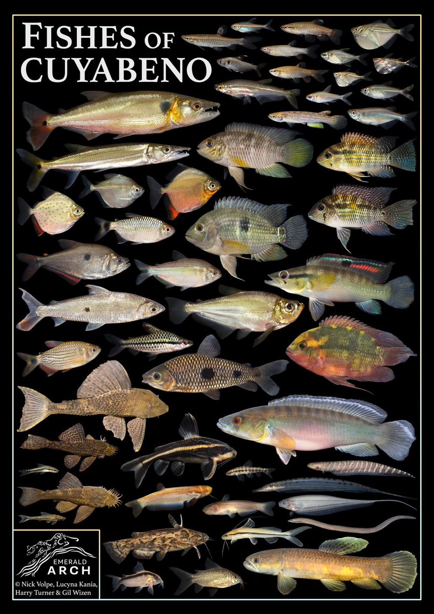 Nick Volpe tweet media