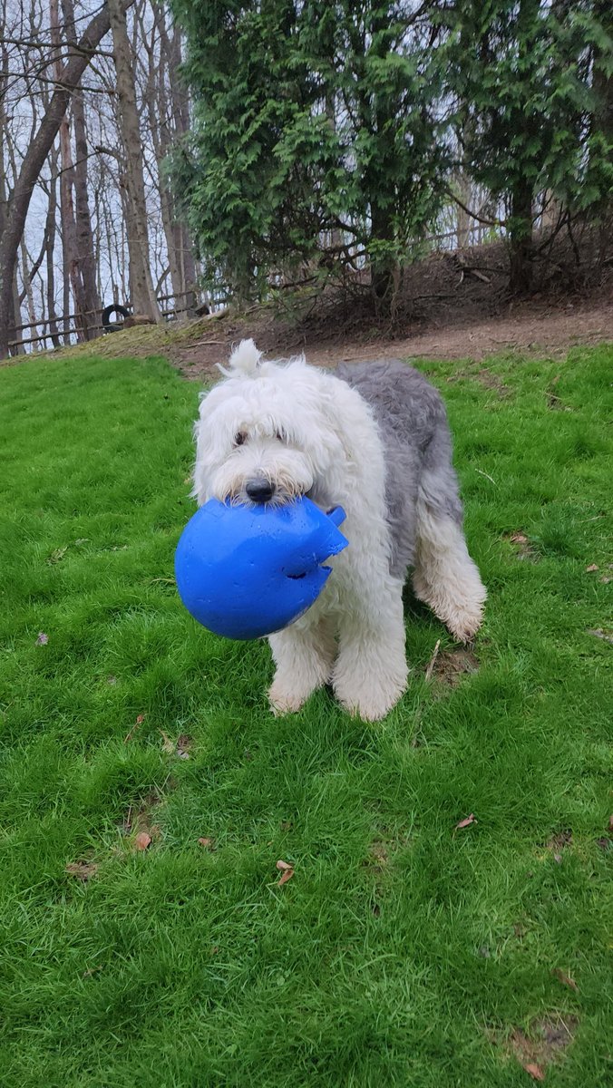 Kar22C**Hunter(GSD)**Farley(OES)***AngelDiezel*** tweet media