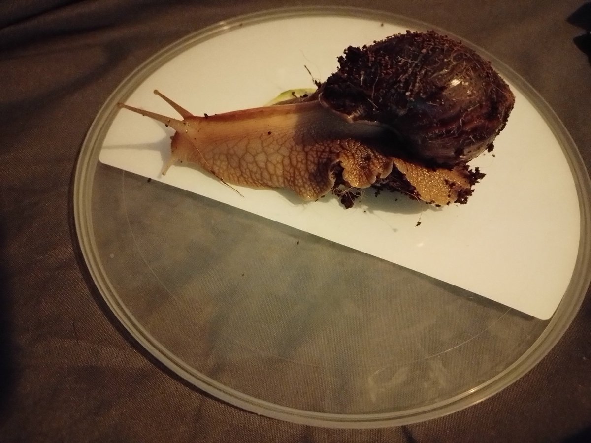 Damdalion tweet media