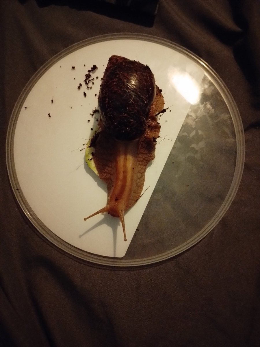 Damdalion tweet media