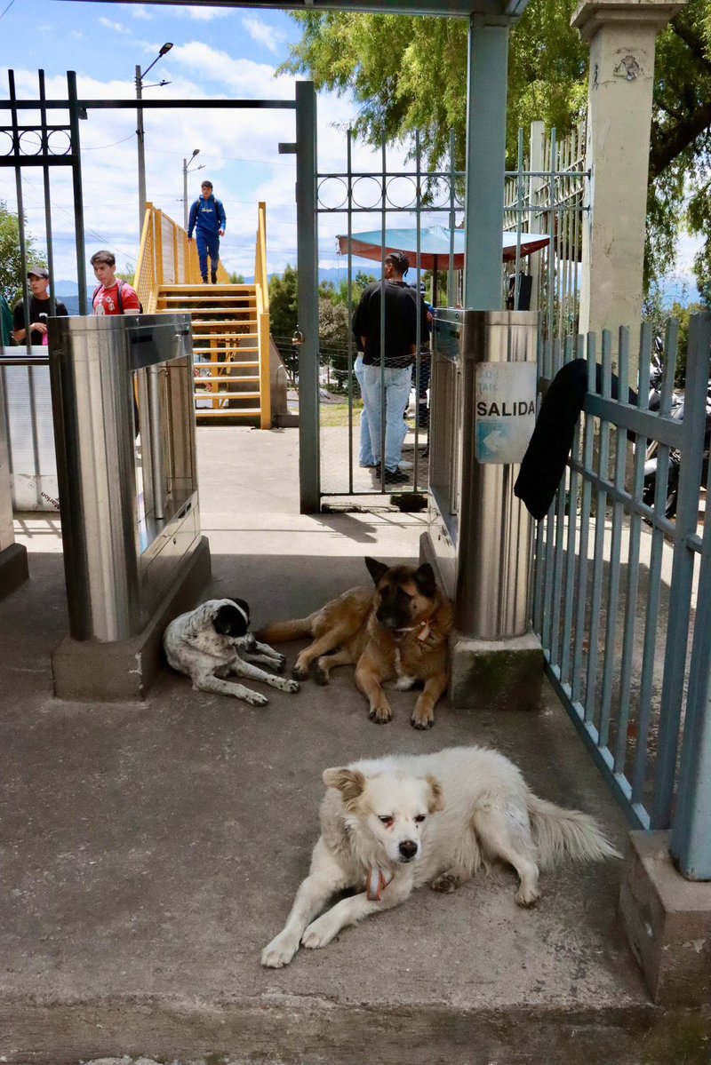 Unidad de Bienestar Animal Quito tweet media