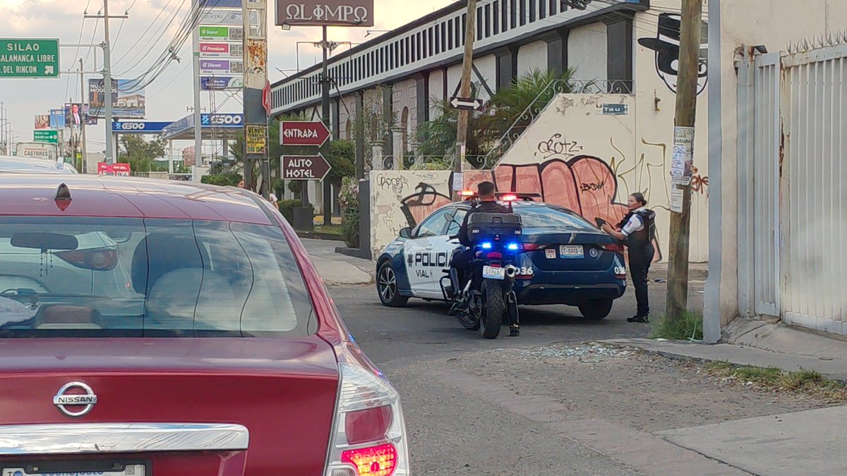 Potrillo en León tweet media