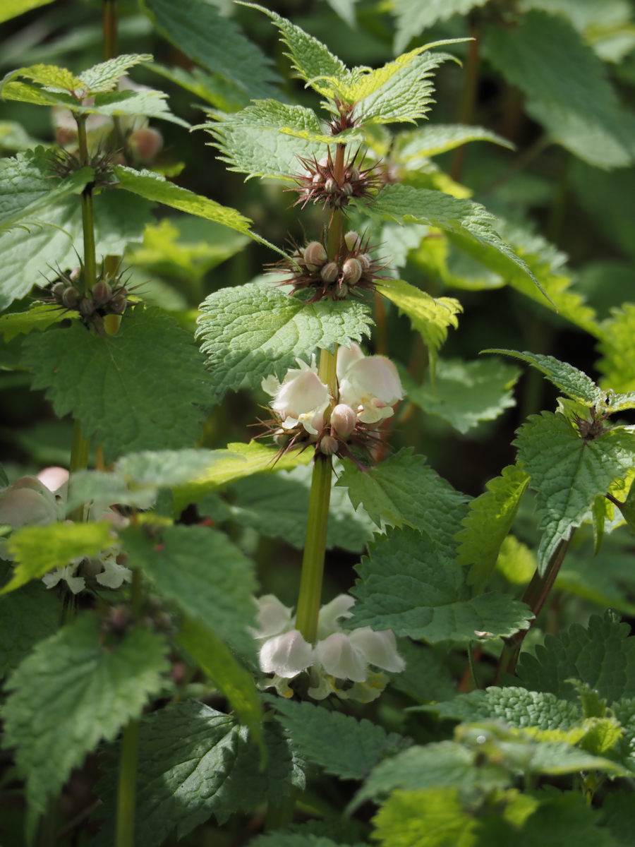 ゴリさん tweet media