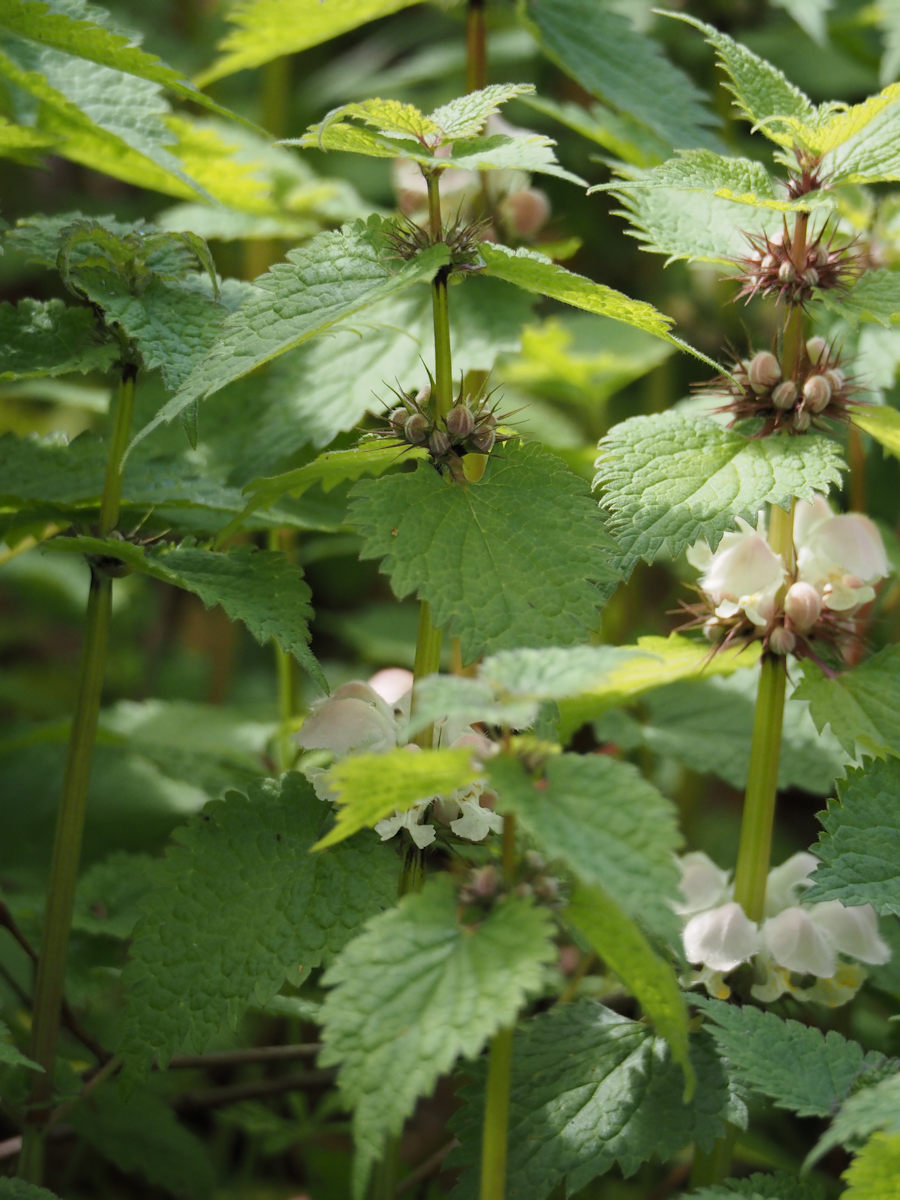 ゴリさん tweet media