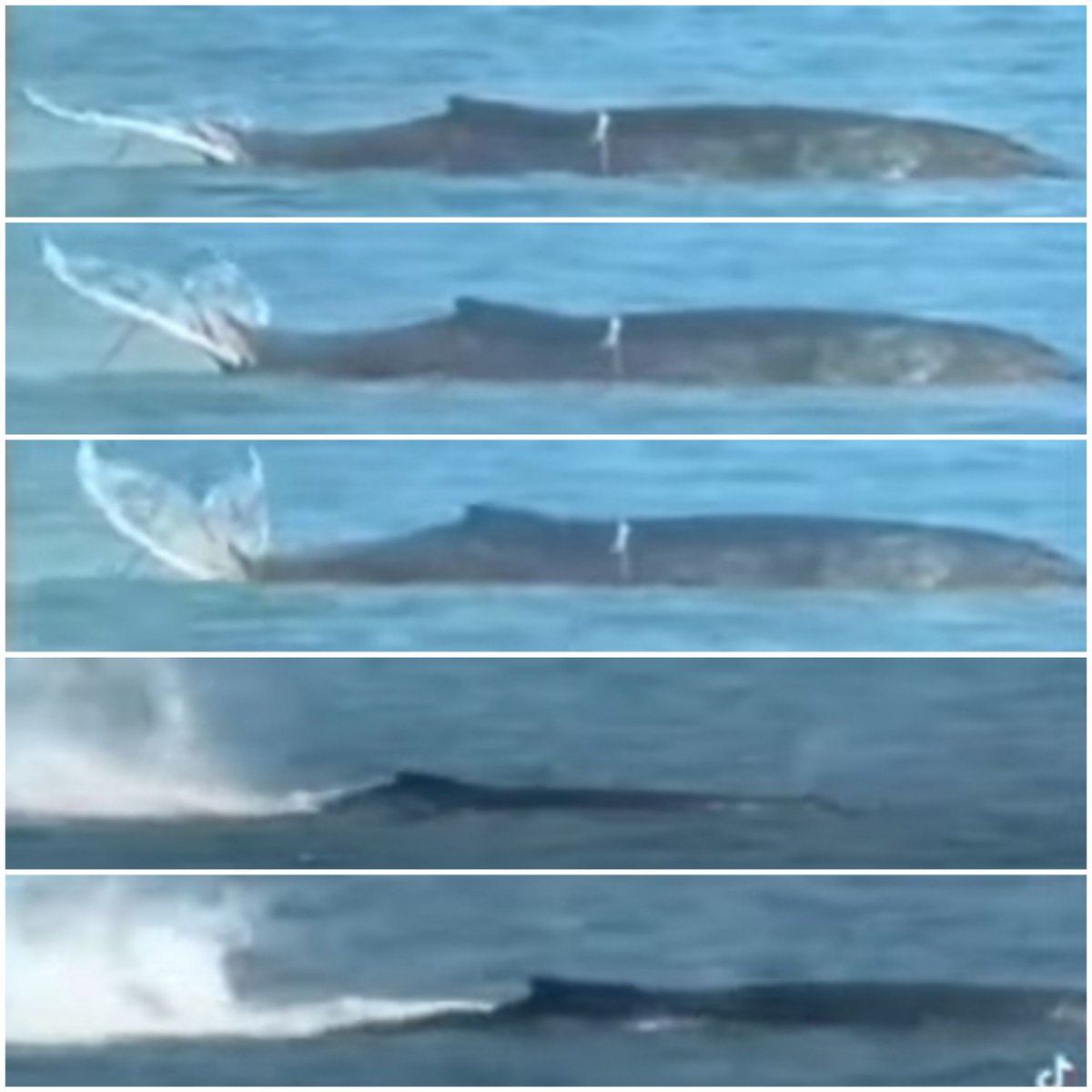 Sigrun Gwiasda tweet media