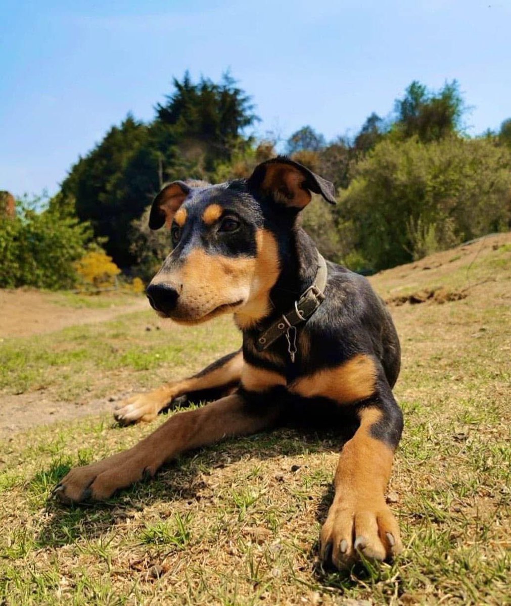 Tlacoyo es un perrito que rescatamos cuando su mamá murió el estado muy cachorro y por fortuna Beny lo tomo como a su hijo y lo amamantó, lleva mucho tiempo en Adopcion es un perrito muy bien portado juguetón y saludable ayúdanos a encontrarle una familia que lo amo para toda su