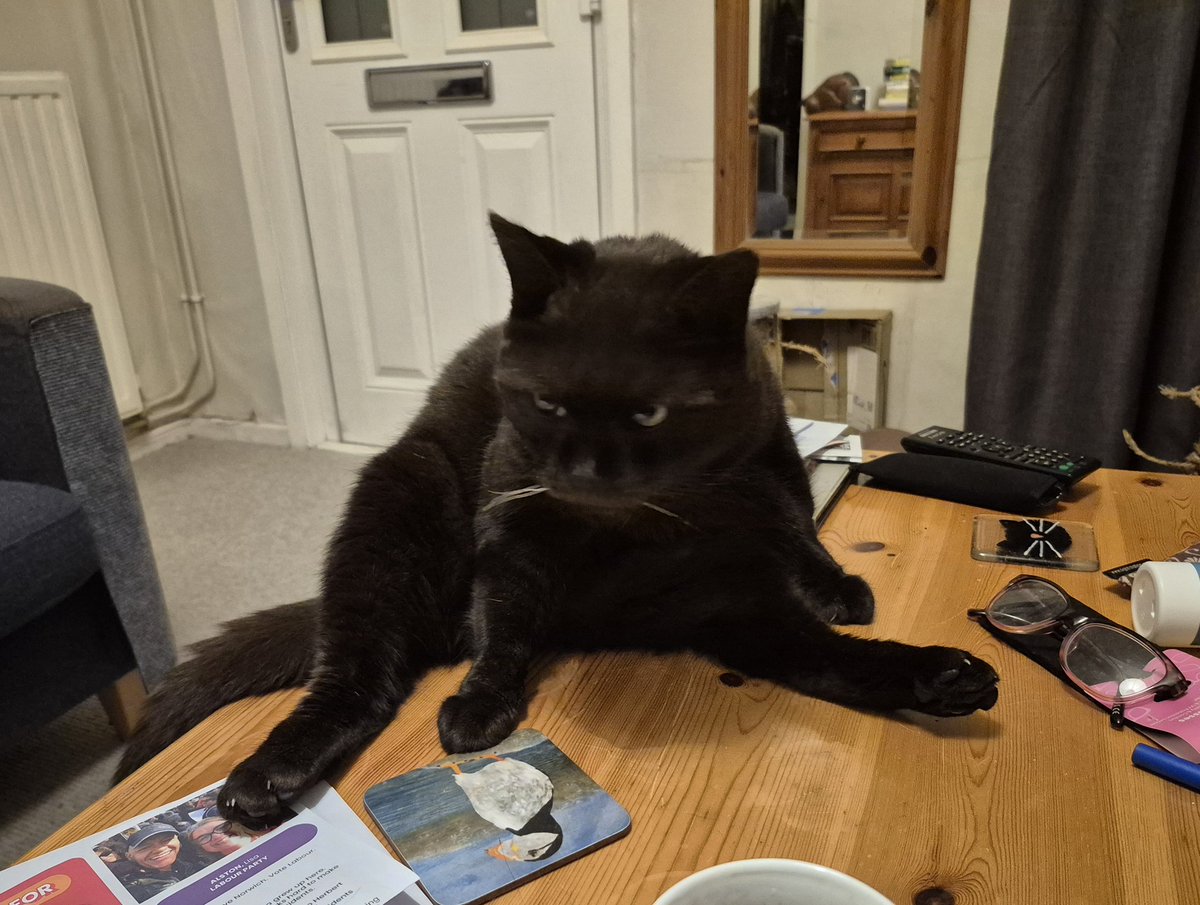 houdini_cat's tweet image. Mum! Don't you dare post the undignified photo you just took of me.
Mum!!!! 🙀