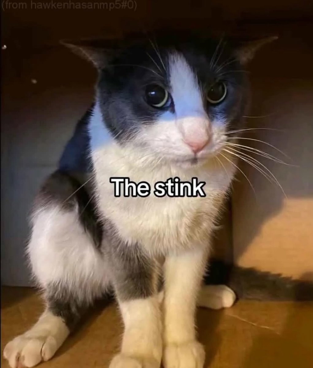 Punch Cat tweet media