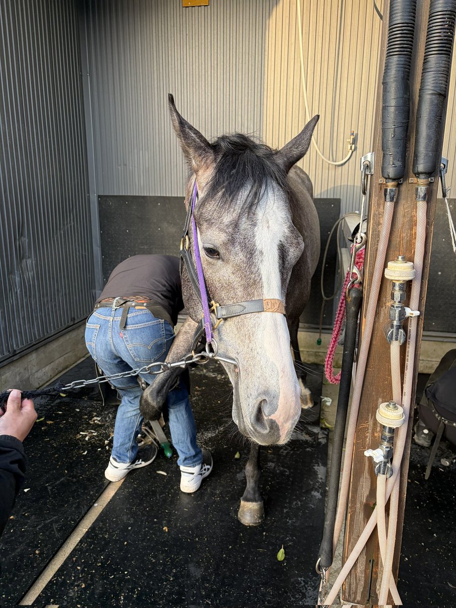 安藤まぐろ🐎 tweet media